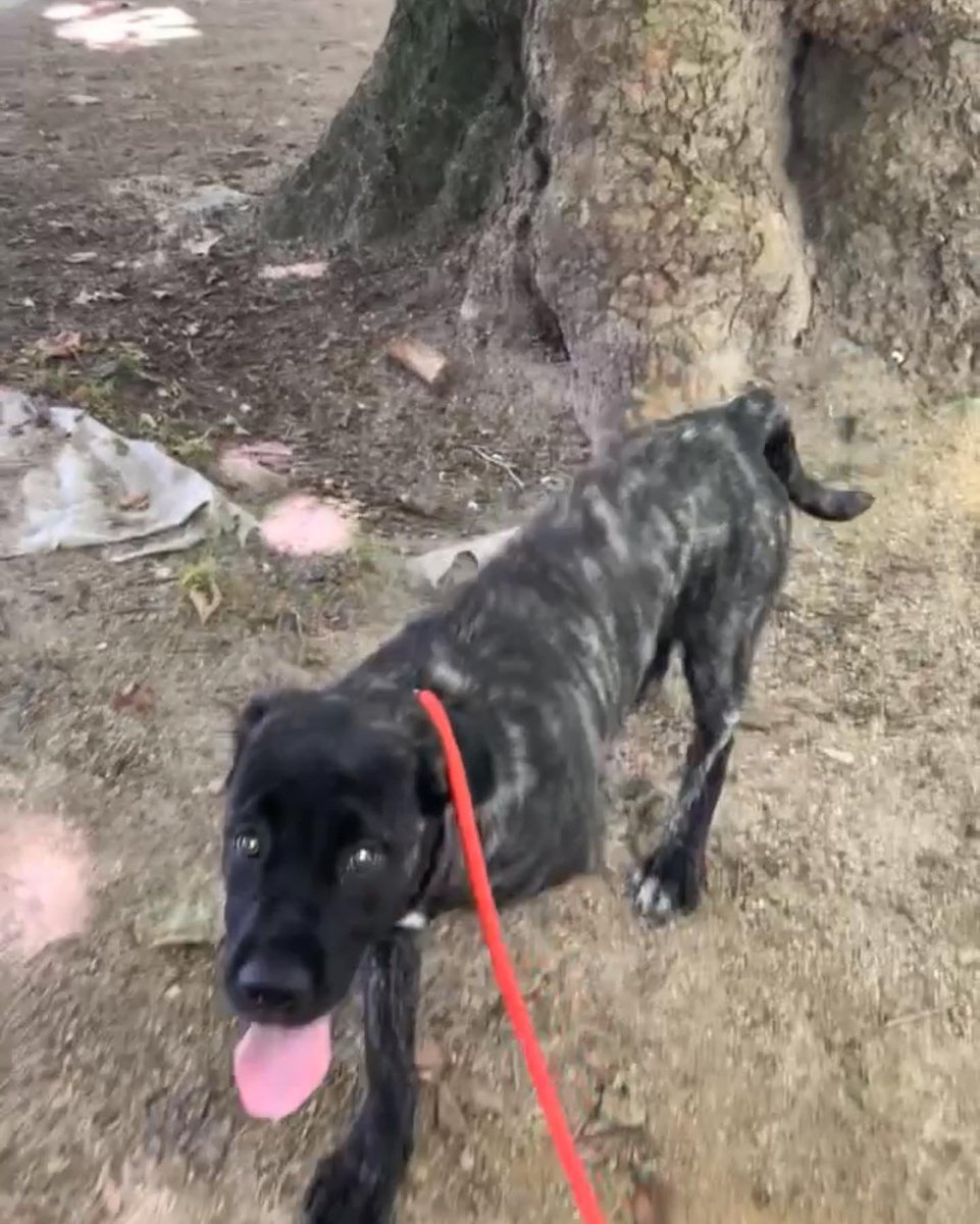 Declan426's tweet photo. Kali #bullykuttasofinstagram #bullykutta #bully #largebreed #pakistandogs #guarddogs https://t.co/3MwJIzg0kx