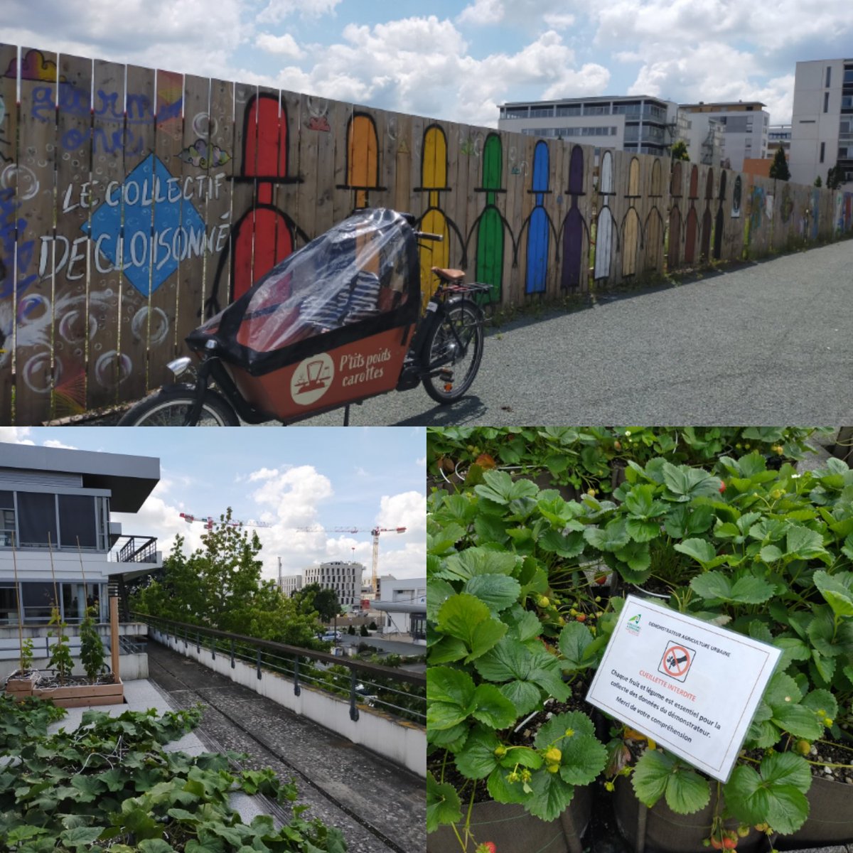 ptpoidscarottes's tweet photo. Les pois chiches bio de Sarthe sont arrivés !
Et au passage, on en profite pour une petite visite du quartier Saint Serge !
- Culture sur le toit de @ChambagriPdL
- Les oeuvres du Collectif Décloisonné. Vu sur #BoteroPOP de @LoMoPs
C'est beau Angers 😻🥕 https://t.co/7mVG85yB01