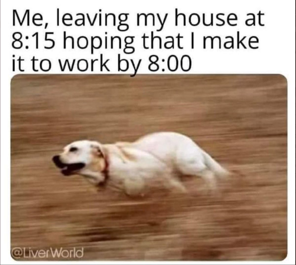 AnneZMurphy's tweet photo. I am still lmao at how accurately this captures a prototypical day in my life. https://t.co/BVR0ItDw9z