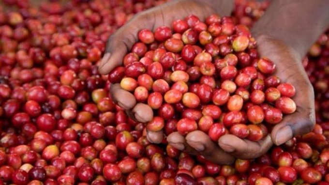 Happening now: Hon. Minister <a href="/g_mukeshimana/">GerardineMukeshimana</a> addressing participants at the opening ceremony of the virtual 3rd edition of the World Coffee Producers Forum. She says that "coffee production has been at the core of farm family livelihoods in Rwanda for many generations". #WCPF2021
