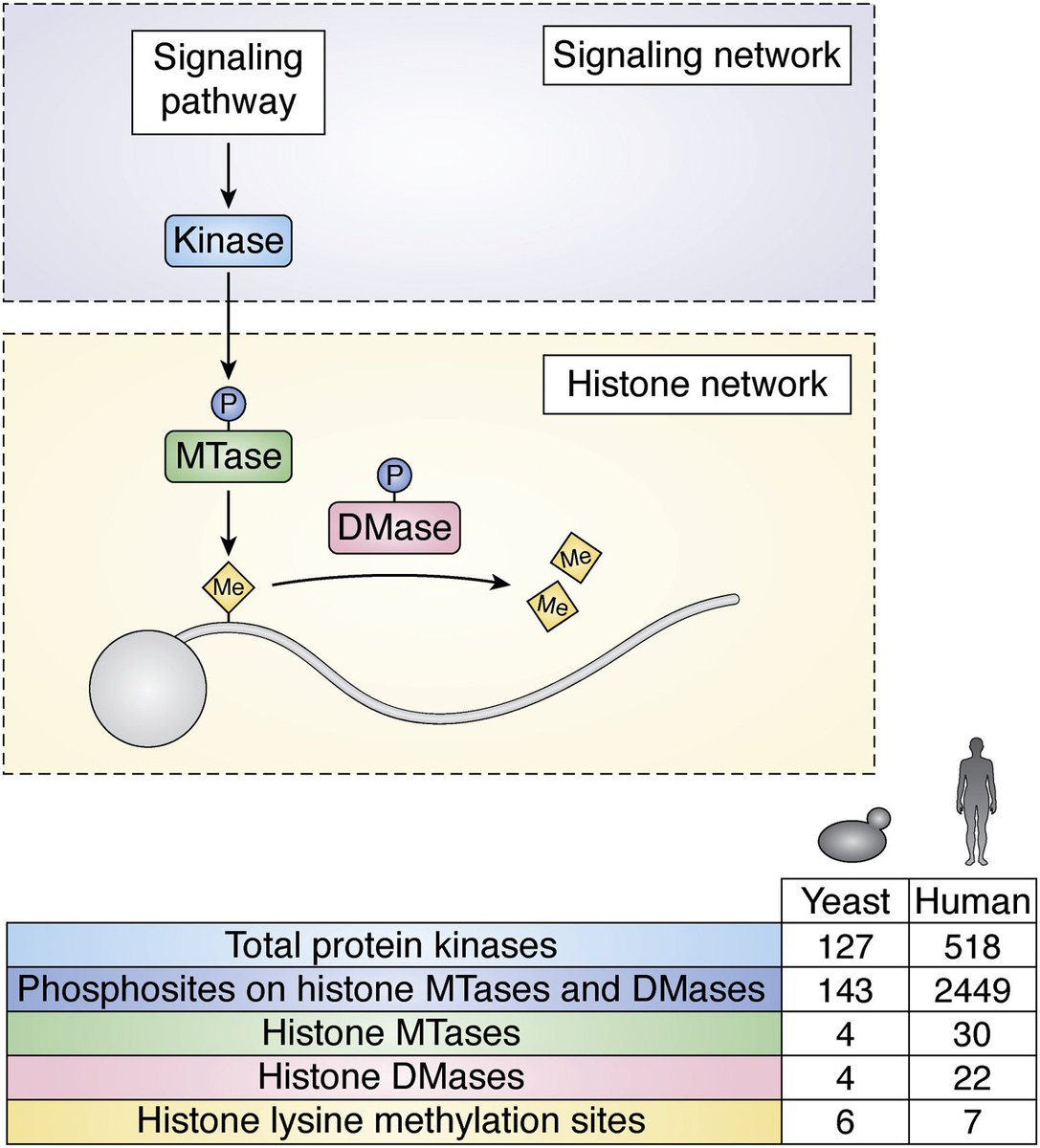 Journal of Biological Chemistry (@jbiolchem) on Twitter photo Separovich and Wilkins highlight sites of lysine methylation in the context of their biological roles and the domain architecture and structural features of methyltransferase and demethylase enzymes — <a href="/UNSWBABS/">UNSW Biotechnology & Biomolecular Sciences</a> <a href="/UNSW/">UNSW</a> #chromatin #epigenetics
jbc.org/article/S0021-… Separovich and Wilkins highlight sites of lysine methylation in the context of their biological roles and the domain architecture and structural features of methyltransferase and demethylase enzymes — <a href="/UNSWBABS/">UNSW Biotechnology & Biomolecular Sciences</a> <a href="/UNSW/">UNSW</a> #chromatin #epigenetics
jbc.org/article/S0021-…