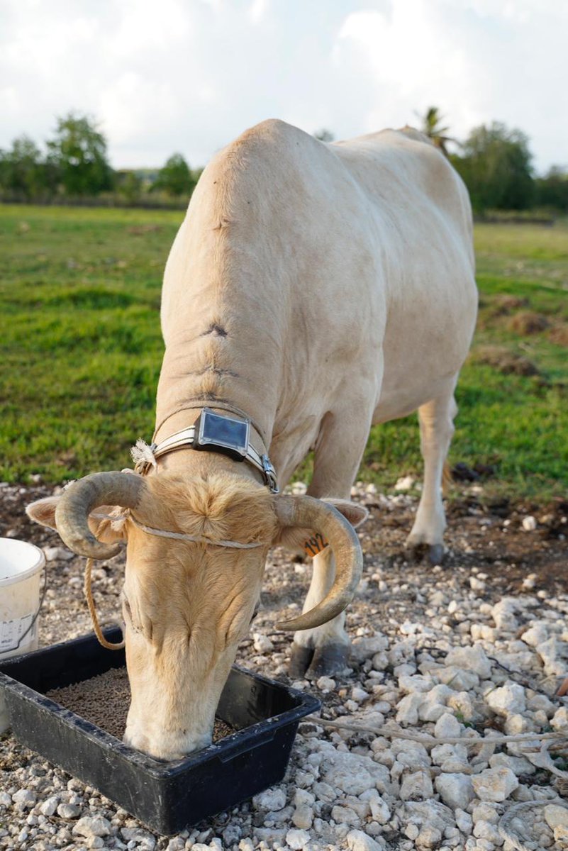 Prefet971's tweet photo. #VisiteOfficielle #Guadeloupe 🐂📡 le secrétaire d'État visite la ferme connectée #MorneàlEau qui peut avec la plateforme #MYDITEK
👉prédire les maladies
👉étudier leur prolifération
👉détecter les anomalies de comportements
👉analyser les constantes des exploitations... https://t.co/58lpmOxINd