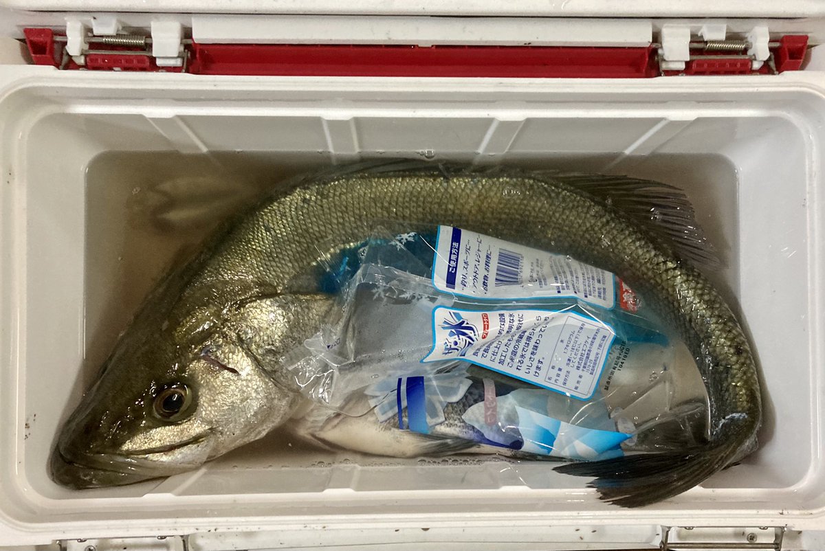藍世 釣り垢 血抜き 内臓 エラとりはしてきた でかい 下にチヌとアジゴもいる 数日お魚ばっかりになりそうね チヌは友人がブローウィン125fで上げました30cmくらい ブルーブルーのルアー強し 熊本 シーバス チヌ 天草 T Co 藍世 釣り垢 血抜き 内臓 エラとりはしてきた でかい 下にチヌとアジゴもいる 数日お魚ばっかりになりそうね チヌは友人がブローウィン125fで上げました30cmくらい ブルーブルーのルアー強し 熊本 シーバス チヌ 天草 T Co