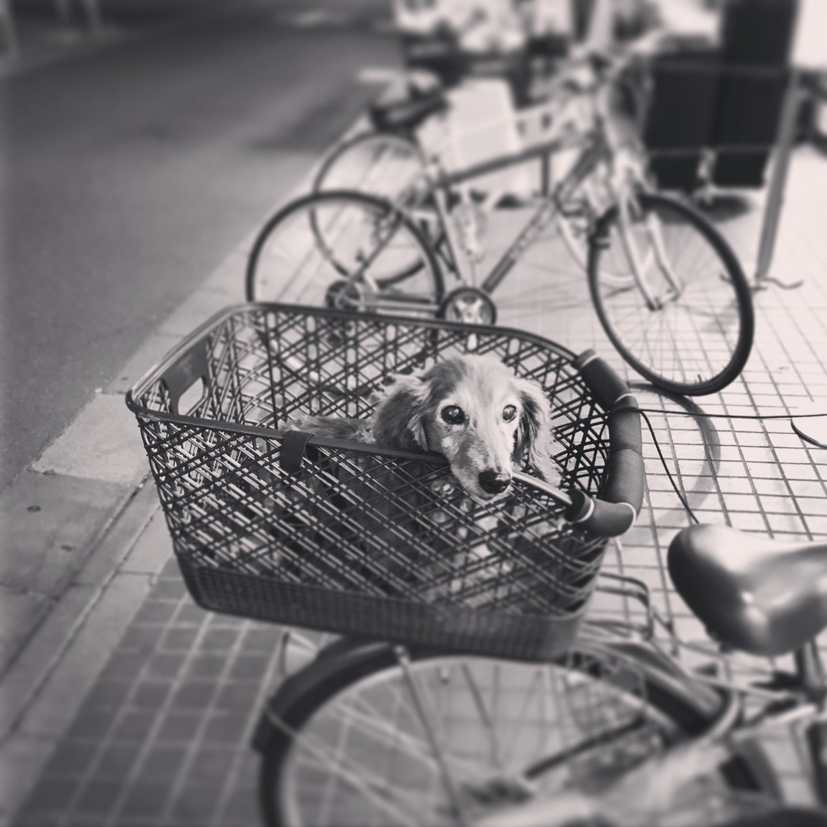 カゴの上の #今日のまちいぬ 