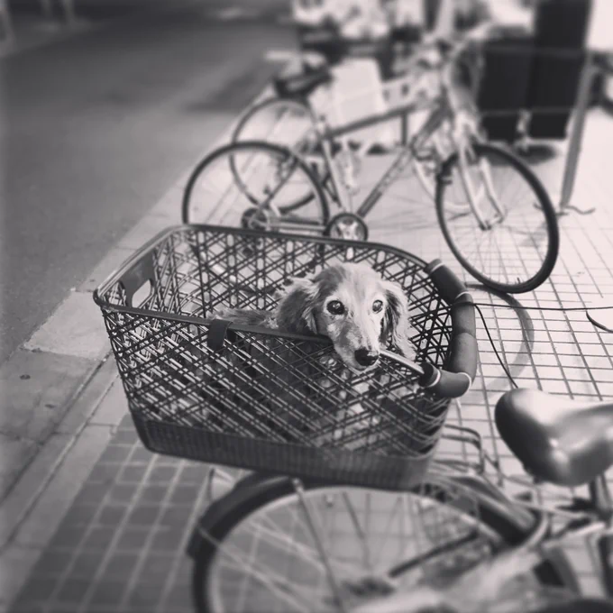 カゴの上の #今日のまちいぬ 