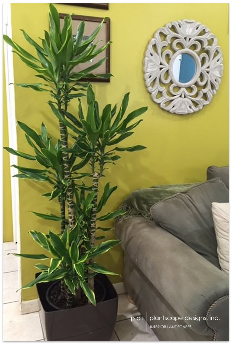 Low Maintenance Office Plant 
Ulysses Cane for Narrow Office Space Environments 

pdiplants.com/indoor-office-…

#officeplants #lowmaintenanceplant #indoortallplant