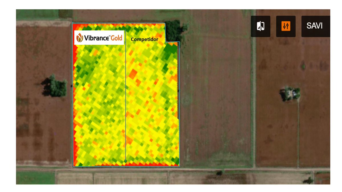 FascioliGabriel's tweet photo. Así arranco el trigo tratado con #Vibrancegold #Sedaxane . Comparativo lado a lado vs competidor comercial. Imagen #Sentinel índice SAVI a 40 dias desde la siembra. Alcorta, Santa Fe. @Syngenta_ar #Farmshots #Seedcare https://t.co/gK7J0oQJO8
