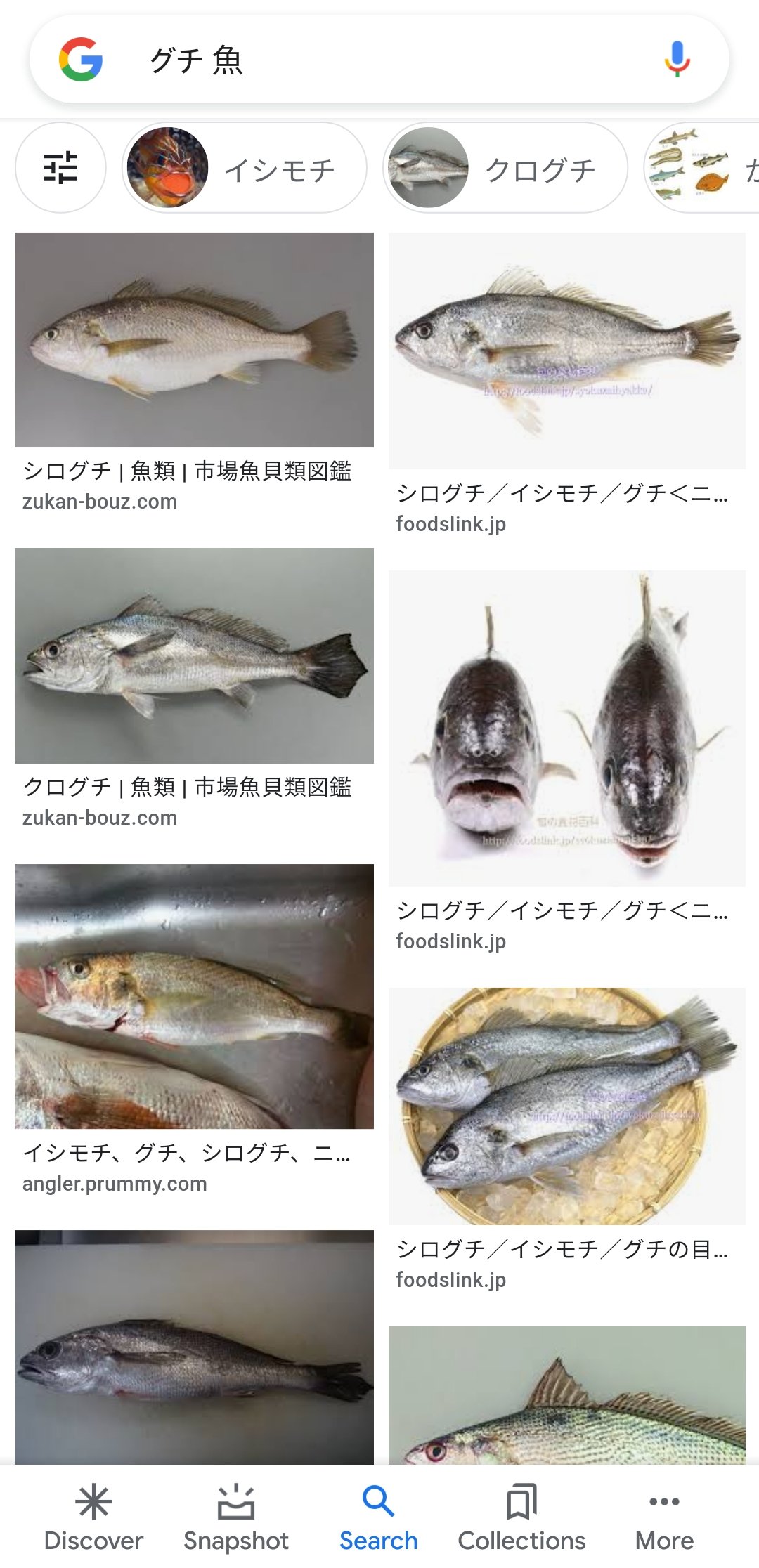 Krinezmi くりねずみ丿乀 C 7 鮸の読みは にべ グチ イシモチ グチ シログチ ニベの違い T Co Ilra8uytgi 鰩 ヨウ 文鰩 ブンヨウ は とびうお えい 鰩 の1文字だけではトビウオとは読まず エイのこと エイは 海鷂魚 とも