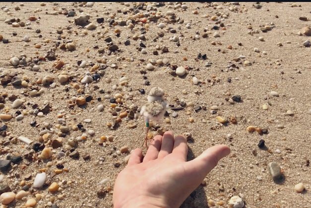 Today in #Delaware we trapped and color-banded the last #PIPL chick for the season. They all have a light blue upper left band. If you see them on migration, you can report them to Christina.Davis@dep.nj.gov <a href="/DelawareDNREC/">Delaware DNREC</a> <a href="/VTShorebirds/">VT Shorebird Program</a> @mlstantial <a href="/samgr_birby/">Samantha Robinson</a>