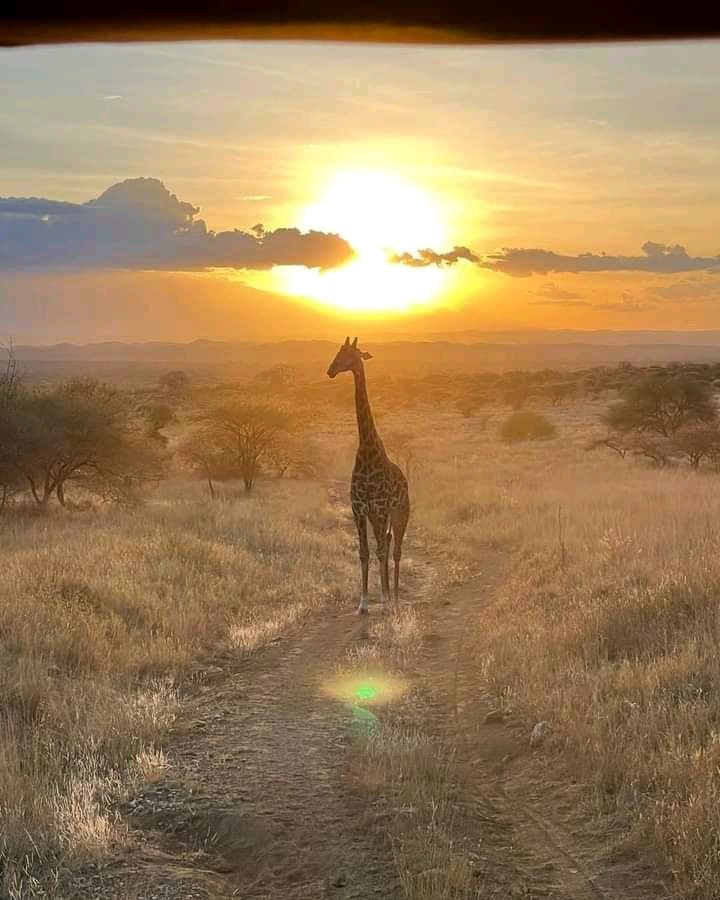 ThisIsKenya_KE's tweet photo. Tsavo West National Park 
#ThisIsKenya
#UDAWins https://t.co/UwbHEFb03x