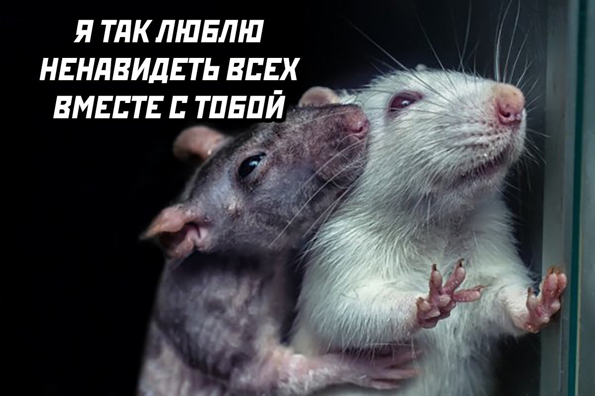 Идеальные крвсиные отношения