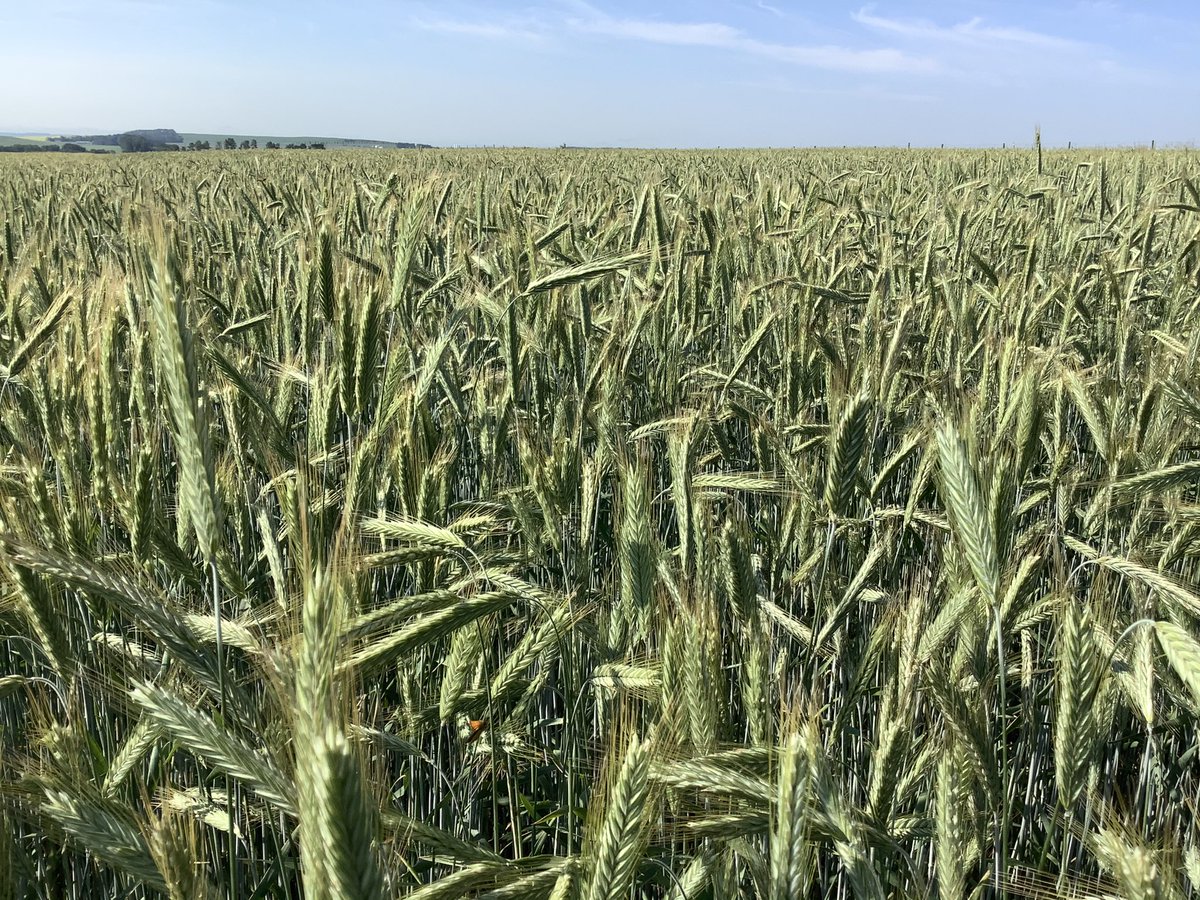 In a year like this, I’m really excited to see what this this #fallrye crop is going to do. #Rimbey