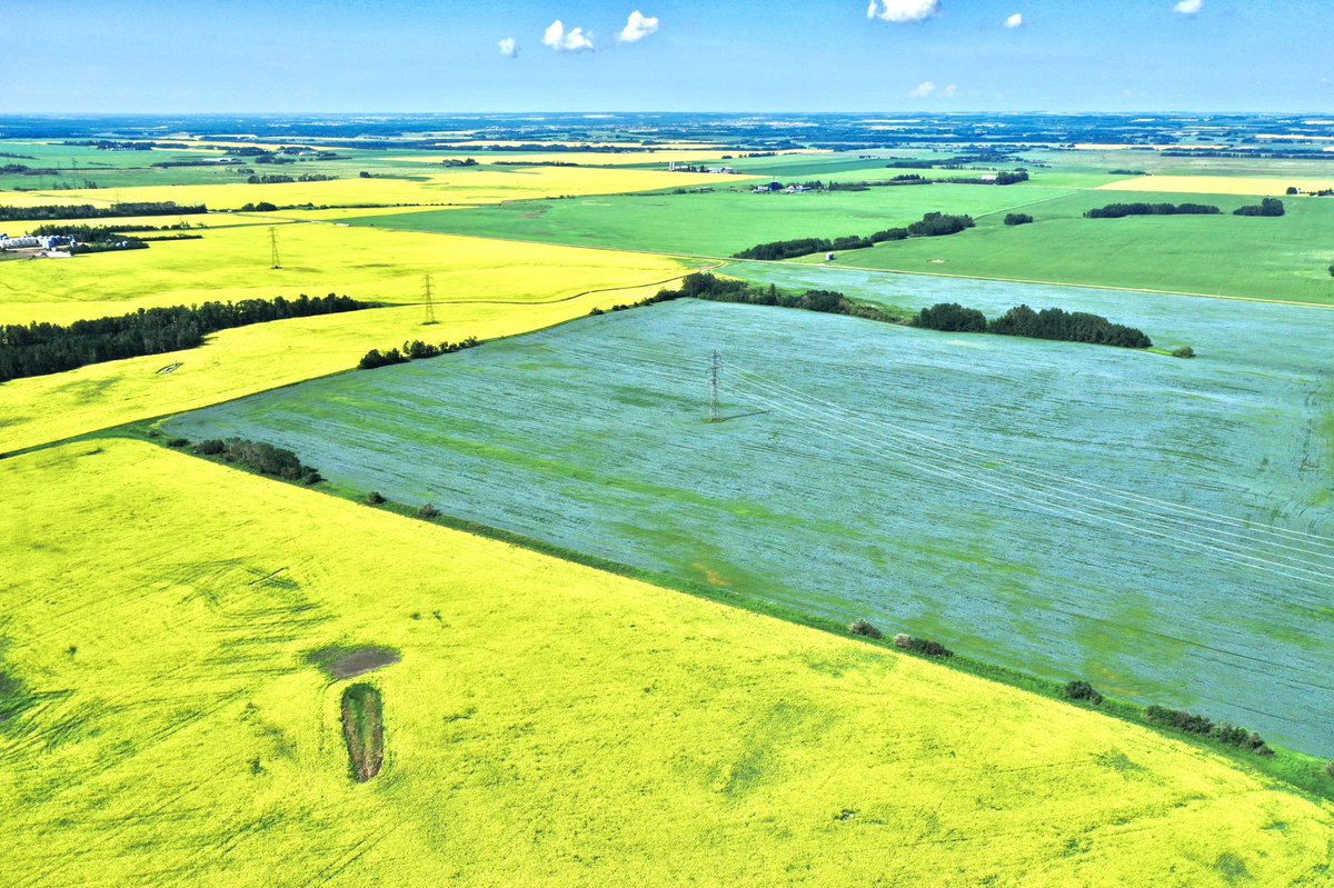 In this sea of yellow and green, I had some fun checking out this island of blue from the sky last week.  #Lacombe #flax