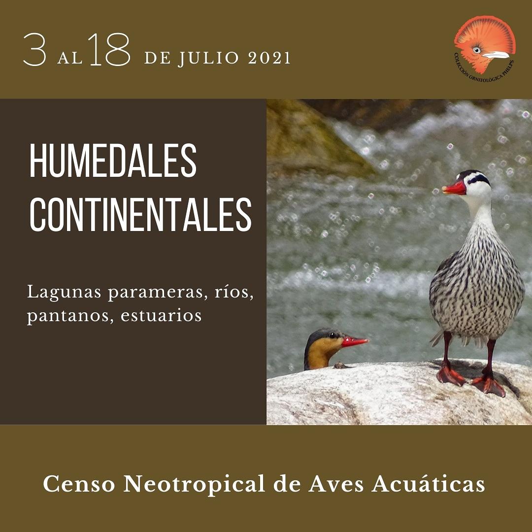 FundacionPhelps's tweet photo. Contamos aves acuáticas hasta en el páramo, si te encuentras en los Andes, únete al Censo Neotropical de Aves Acuáticas y cuenta con nosotros en esos importantes humedales altoandinos hasta el #18jul #CNAAVE #laguna #rios #pantanos #patodetorrentes #ducks https://t.co/kfnAAJT7V3
