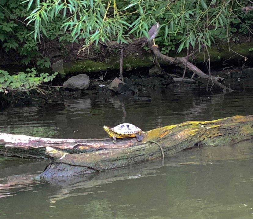 Today, we had our first Teen Nature Day! Teens got to kayak on the Chicago River with <a href="/ActWithShedd/">Act With Shedd</a>. Along the way, they learned about the ecosystem, picked up trash, and saw a variety of wildlife. #SheddTeens