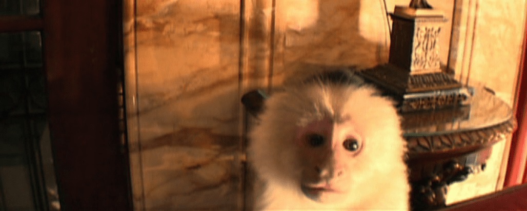 David Lynch directing monkeys