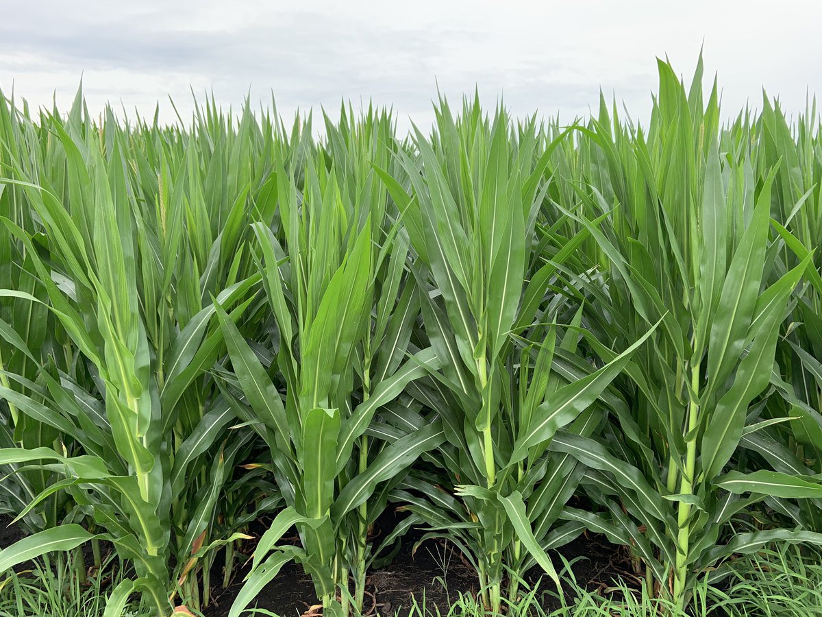 NWILTDR's tweet image. Our research shows that #ShortCorn yields comparably to standard height hybrids in 30” row spacings.  Another question we are working to understand is how it compares in narrower rows.  In this field we have planted it at 20” spacing.