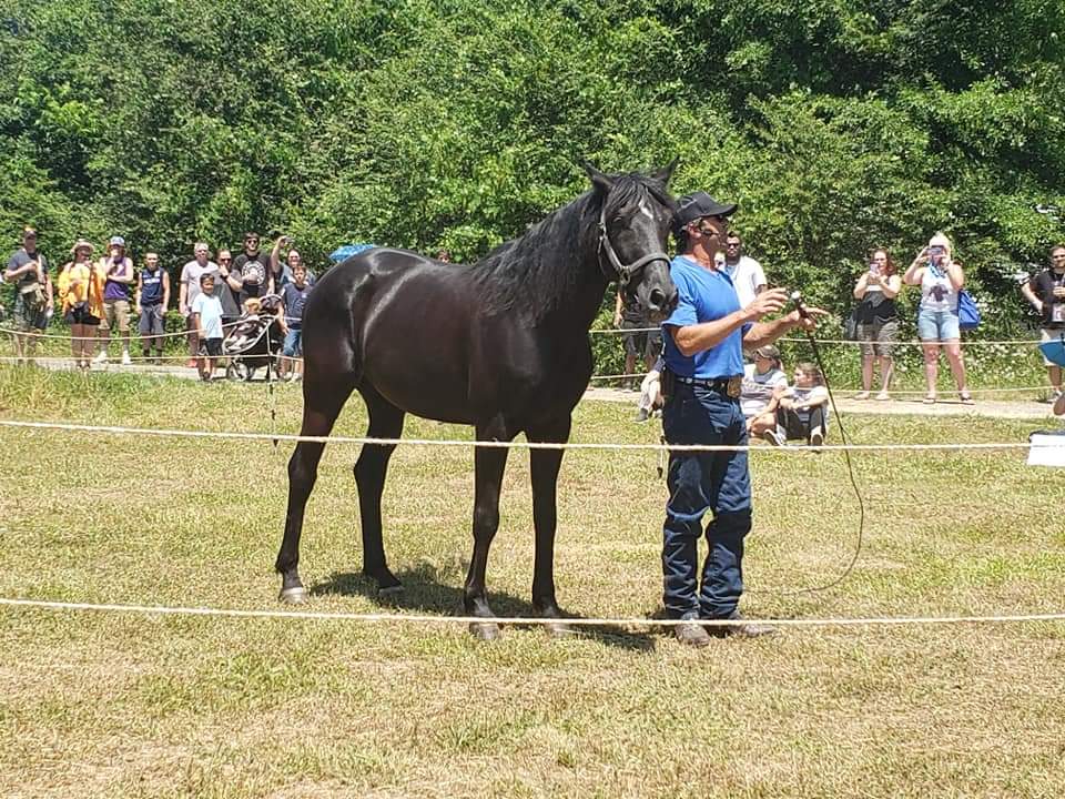 jessicatNY's tweet photo. @UndeadWalkingFS I met some screen accurate horses at the #deadbash a few years ago. https://t.co/WUGiEuxyBQ