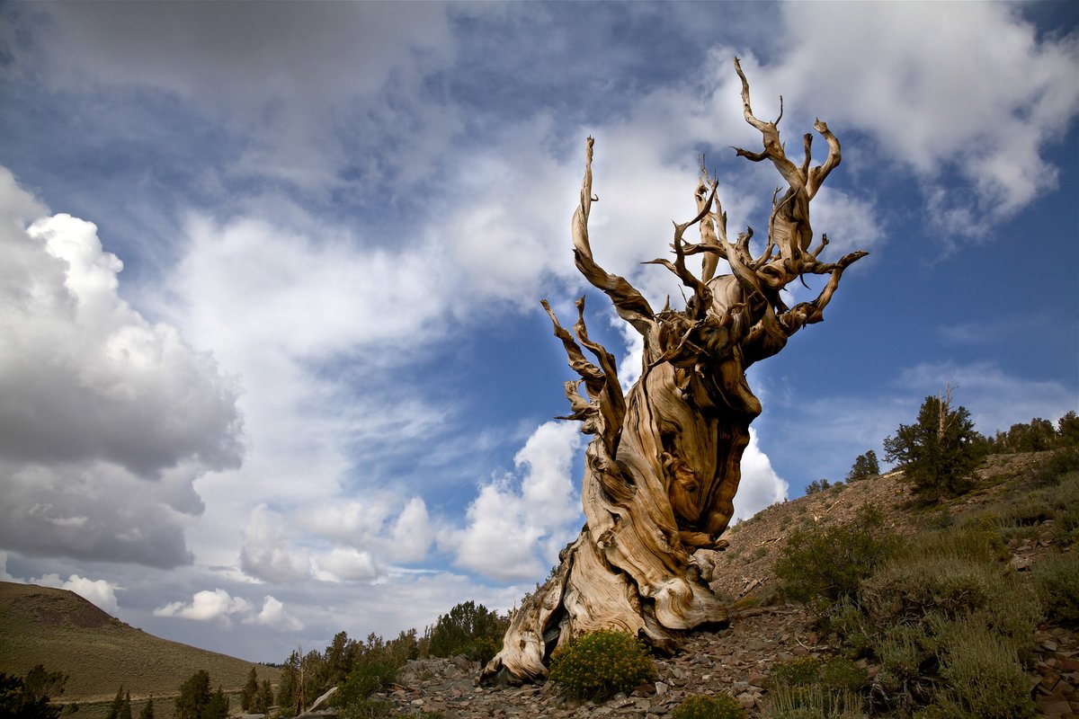 arborday's tweet image. Say hello to &quot;Methuselah,&quot; the tree that is older than the Egyptian pyramids 🤯