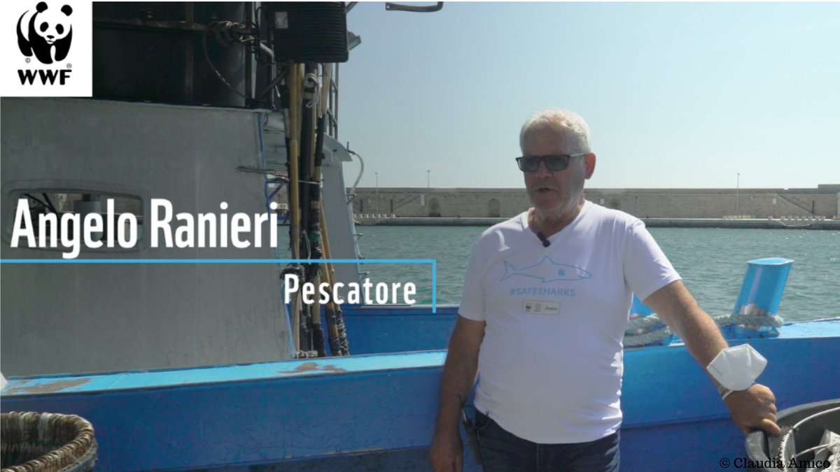 WWF_Med's tweet photo. The Mediterranean #shark population is in crisis due to #overfishing. If #fishers are often the problem, they can also be part of the solution. Watch @WWF's work with fishers in Italy to reduce bycatch &amp; save the species. #SSF #SharkWeek 
https://t.co/im3rmxSyh8 https://t.co/cvrwtr20ZV