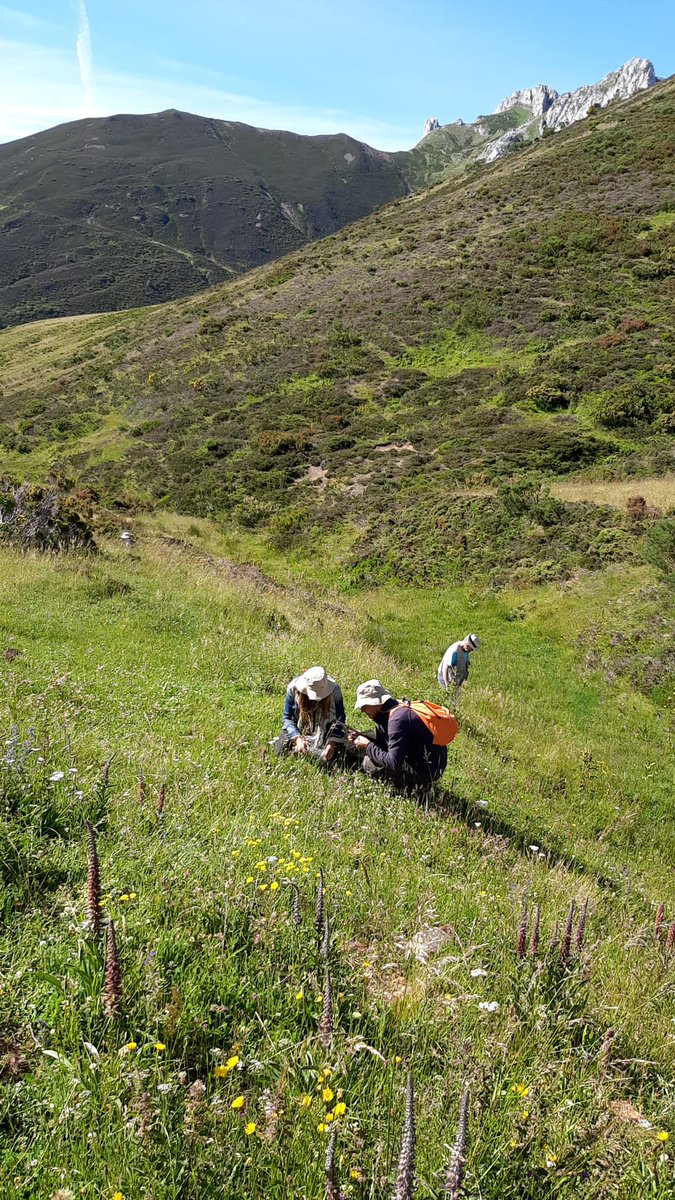 JardiBotanicUV's tweet photo. Comencem la 25na campanya anual d'herborització del projecte #Floraibérica
Des del #JardíBotànicUV @UV_EG hi participem juntament amb investigadores i investigadors de les universitats de Salamanca, Lleida, Alacant, Santiago de Compostela i @RJBOTANICO
📷Paisatge de Bàbia, a Lleó https://t.co/1fYJwV2SBC