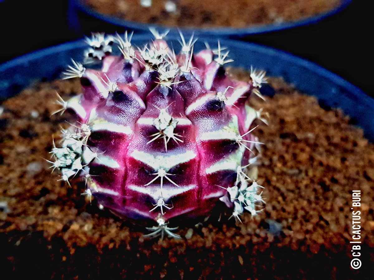 CactusBuri's tweet photo. เชื้อสายโคลน Purple Nebula : เพิลเพิ้ล เนบูลา |  ม่วงดี ดูเด่น สันพูแซมขาว 
#แคคตัสบุรี
#Cactusburi 
#แคคตัส #cactus #ยิมโน #Gymnocalycium #cactusthailand #cacti #cactuslover  #กระบองเพชร #ตะบองเพชร #คนรักกระบองเพชร #คนรักแคคตัส https://t.co/9y6Mpw7LYc