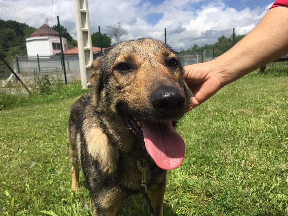 Asoc. Voluntarios Albergues Animales Asturias tweet media