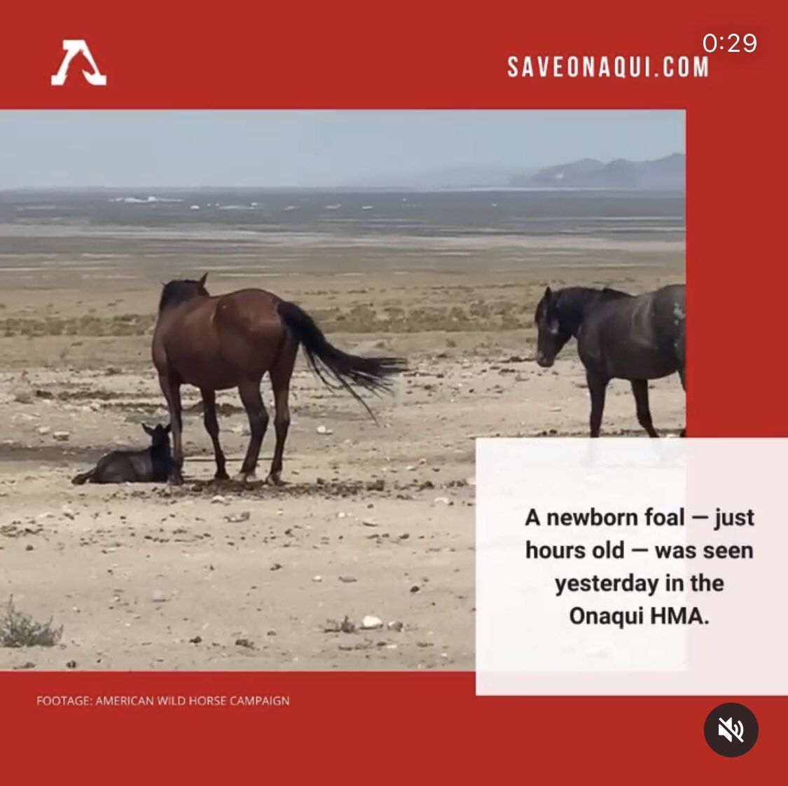 @BLMNational @POTUS @JoeBiden @DebHaalandNM the Onaqui roundup must stop! Footage of an hours-old baby that is about to be rounded up via helicopter because BLM has zero compassion. #SaveOnaqui #passtheSAFEact @FreeWildHorses