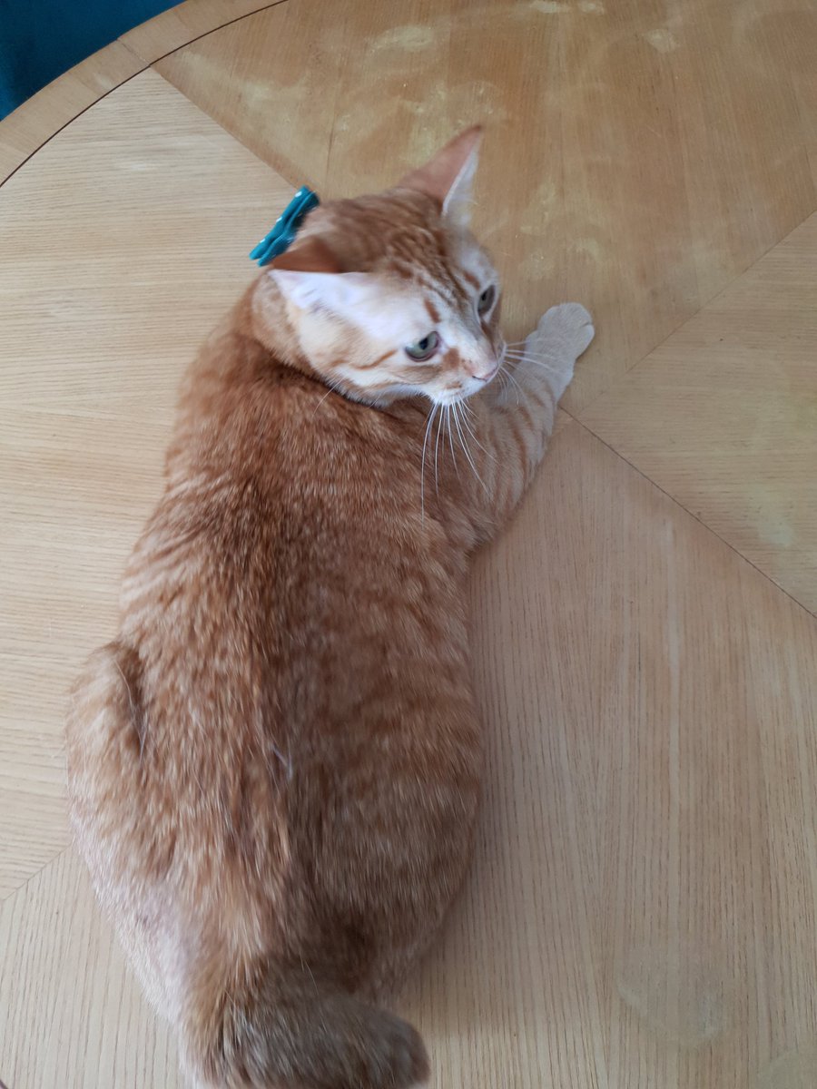 Cecilouluna's tweet photo. Cucu ! ça fais un ba ail qu'on a pas posté,  on était occupé trètré, avec le Rakipu, la pâtépoulet, les petites babioles, les câlins à la Maine ! Mais la, fallait qu'on vous montre ce que notre charrain @ScrapMaceo Il nous a fait ! C'est tellement la beauté ! La perfection ! https://t.co/A6nyYUDiC2