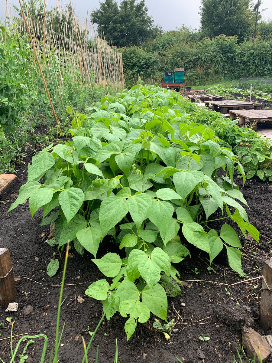TheFoodWorksSHF's tweet photo. Dwarf french beans growing beautifully at the Food Works Farm!
Look out for them making an appearance in a Food Works Meal over the summer ๐
#UrbanGrowing #GrowARow #GrowYourOwn #Veg #Allotment #FoodWorks #Sheffield #FoodWorksSheffield https://t.co/oErGMKHM61
