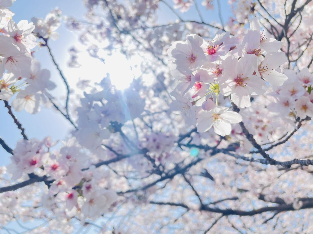 An_photograph_'s tweet photo. 綺麗な写真を撮りたい
写真好きな人と繋がりたいための
アカウントです📸

I want to be connected to the people of the world.Please follow me!✨

#picture #Cherryblossom #photograph
#followme https://t.co/OCpMEEOMRk