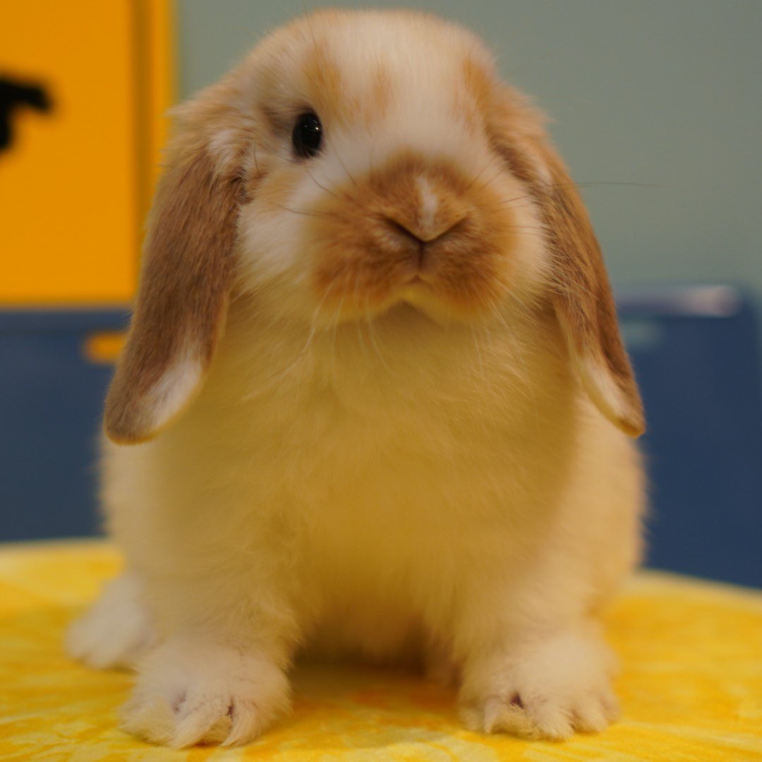 ラビッツ Rabbits Osaka Twitter ラビッツ Rabbits Osaka Twitter