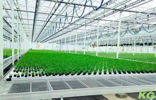 KG Systems is specialized in the production and supply of internal transport systems for the horticultural industry. This week we highlight our Mobile Gutter System. Keep an eye on us for more information! #GrowWithUs