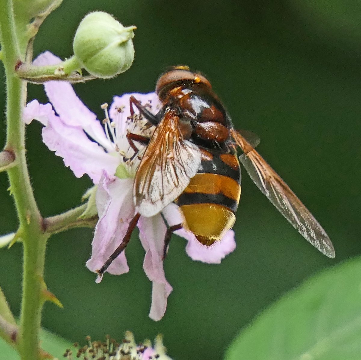 micwood281's tweet photo. @Natures_Voice Can anyone id this insect please taken today on a bramble flower. https://t.co/ptmkJcz88D