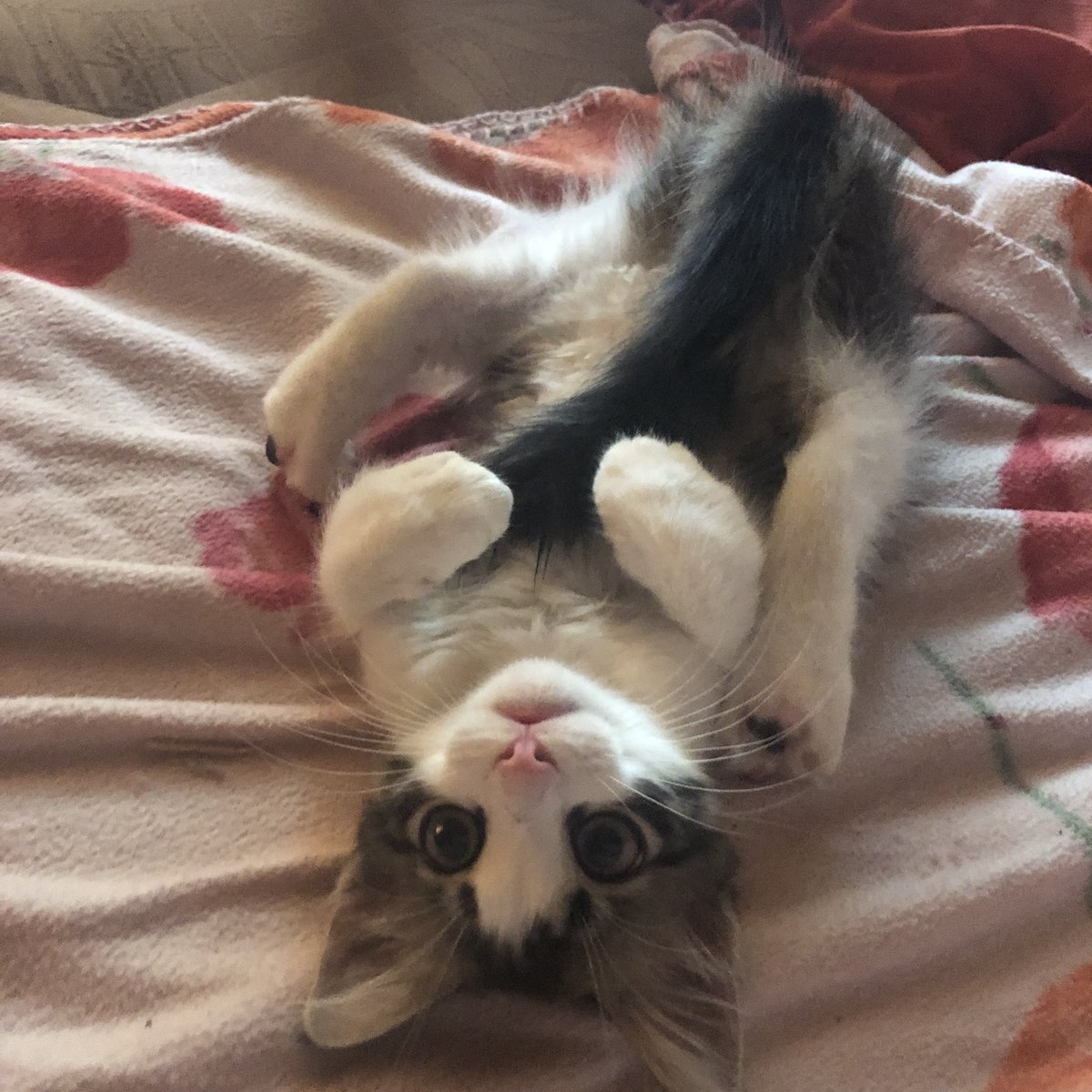 это очень смешно и мило
котик играет со своим хвостом🥰 котоконтент🥰