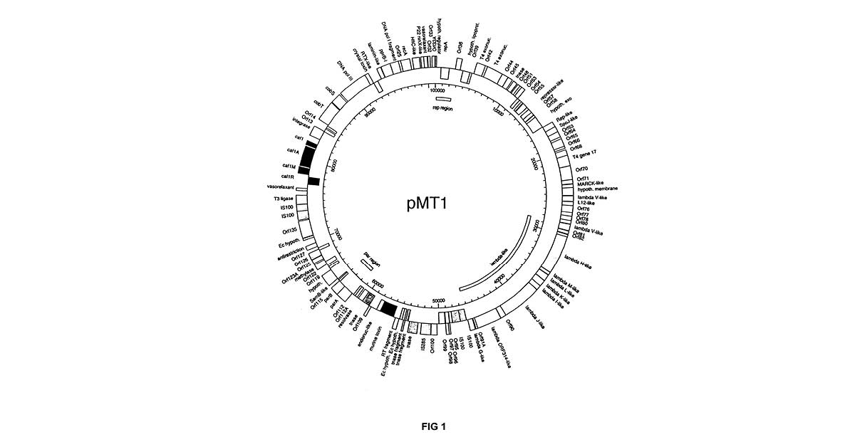 WARF_News's tweet image. A team of multidisciplinary @UWMadison researchers determined the complete DNA sequence of three plasmids from the bacterium that causes the bubonic plague, Yersinia pestis, as seen in this 2004 patent. #PatentArt #ThrowbackTechnology