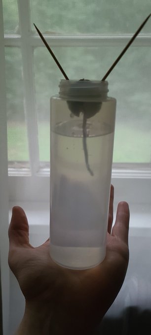 I lost the lid to this but it totally found its purpose.. 🌱🥑 https://t.co/nFMtQVivBN<a href="/tag/photographer"class="tags"><span>#photographer</span></a><a href="/tag/googlemaps"class="tags"><span>#googlemaps</span></a>