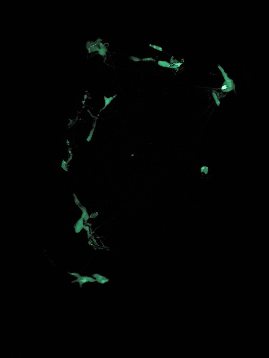 redback124's tweet image. Just a little woodworking fun.