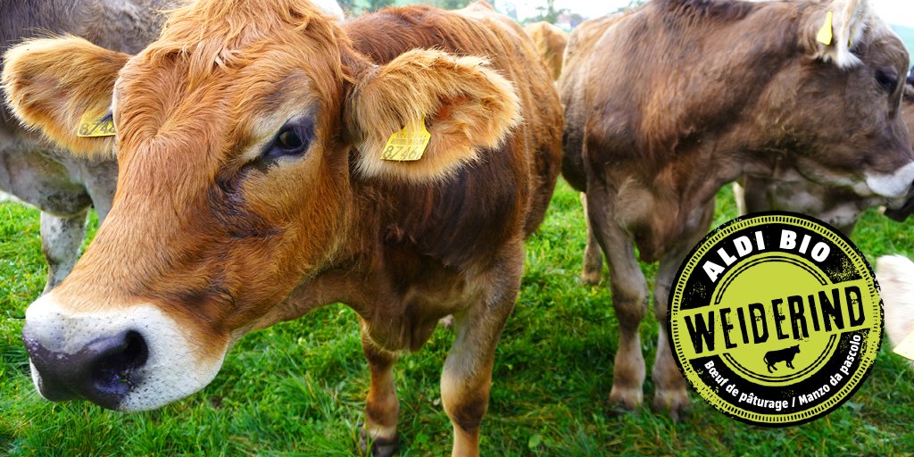 Seit 2020 konnten wir die angebotene Menge an hochwertigem BIO-Rindfleisch aus dem Projekt «ALDI BIO Weide Rind» verdoppeln. „ABWR" zeichnet sich durch höchste Anforderung an #BIO-Qualität, #Nachhaltigkeit und #Tierwohl 💛🐄💛 aus. ➡️bit.ly/3ic0Ec1