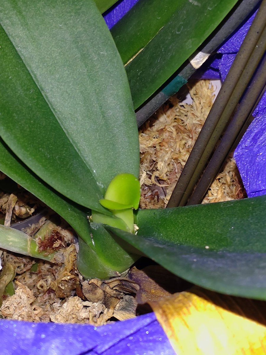 カラー胡蝶蘭 スマイル 新芽が 大きくなってきました 見てるだけで 嬉しいです 葉っぱが元気 根っこが元気 そのうち花が咲くかも知れないと思い ゆっくり楽しんでいます 胡蝶蘭 スマイル 浜松 静岡 花屋 カラー胡蝶蘭 フラワーギフト