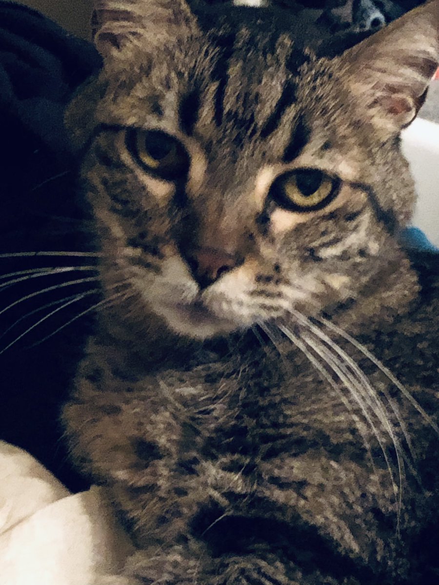 jenpfluke's tweet photo. “‘Cause when push comes to shove, I will kill your friends and family to remind you of my love.” #hamilcat #CatsOfTwitter #gus https://t.co/RJ66JLvP4S