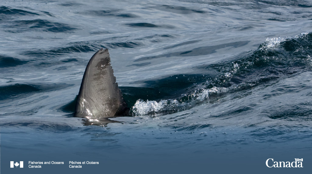 Over 1 M sharks are killed for their fins each year. Shark finning has been illegal in 🇨🇦 for decades, but in 2019 we also banned the import &amp; export of shark fins - the 1st in the #G7 to do so. 

This cruel, destructive practice has no place in our oceans. 

🦈 #SharkWeek 🦈