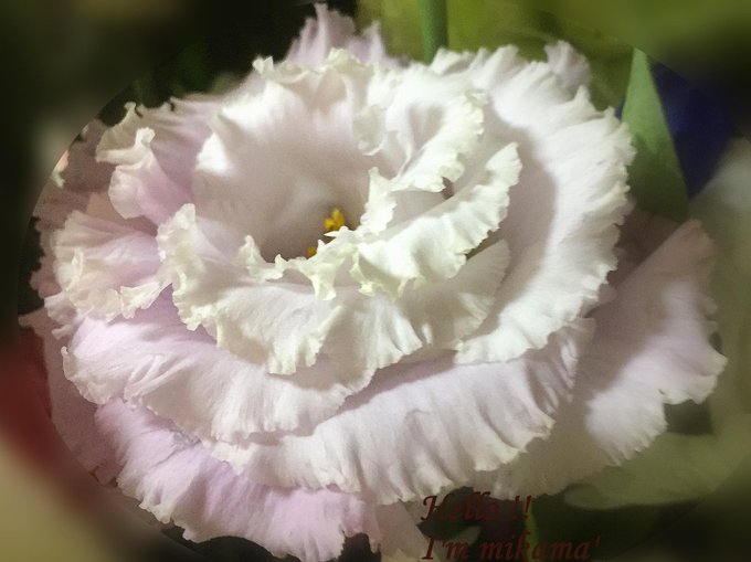 トルコキキョウのtwitterイラスト検索結果