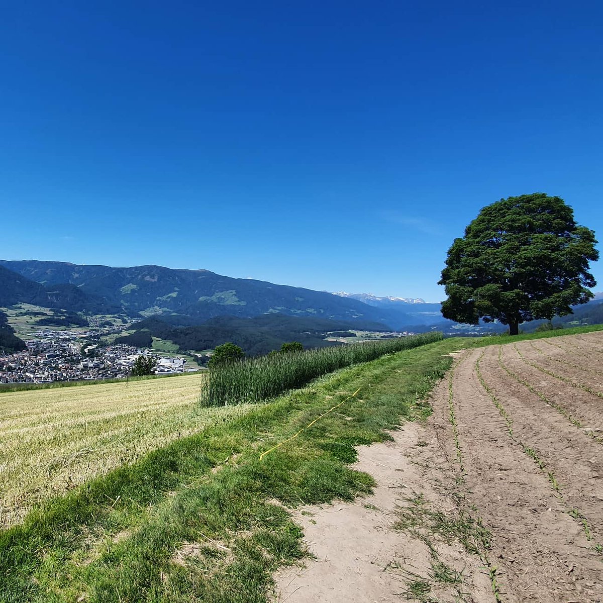 valpusteria's tweet photo. ✔ Ameto con il chiamato albero dell'amore ❤ e con la vista meravigliosa su Brunico, la cittá della Val Pusteria ☀️
✔ Amaten mit dem sogenannten Baum der Liebe ❤ und dem traumhaften Blick auf Bruneck, der Stadt des Pustertals ☀️
#ameto #amaten #brunico #bruneck #kronplatz https://t.co/i1v1V0Dlne
