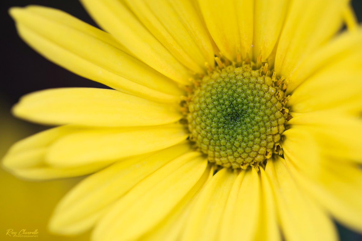 <a href="/muhammadljunaid/">.</a> Yellow Daisy