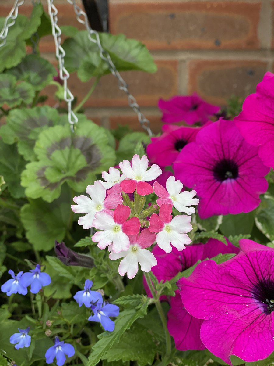 Can’t say I’ve ever seen a flower or plant that has different coloured petals on the inside?! 😮 🌸 

#Gardening #Plants #Flowers #Garden