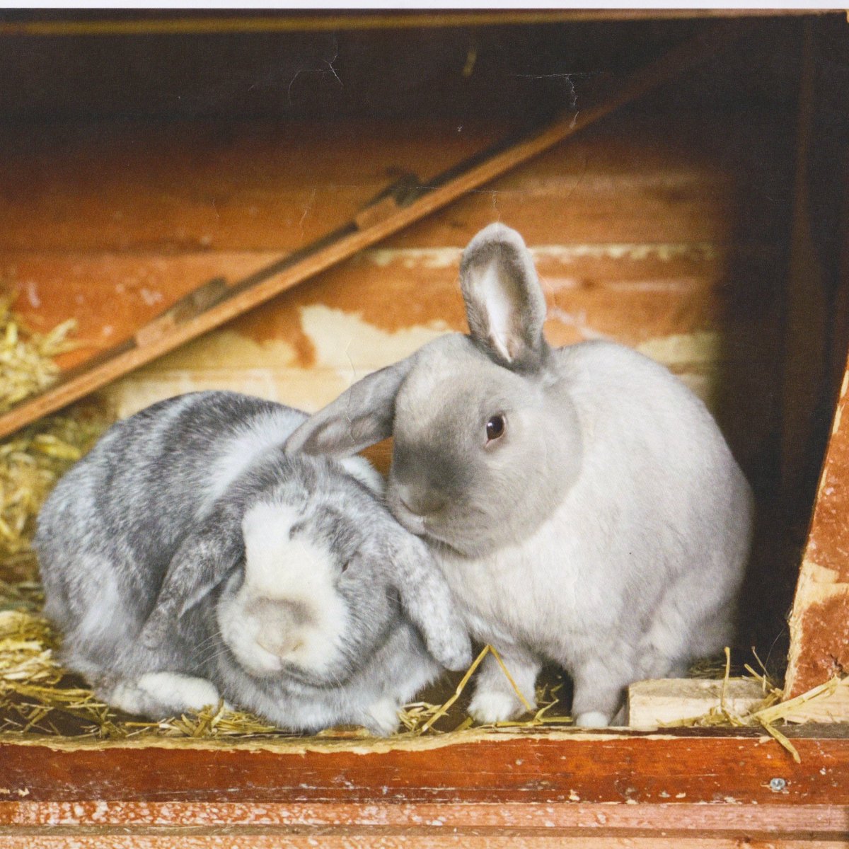 🐾 Rabbits of the Day 🐾

Switching things up today with one lovely volunteer Janet's Windyway rescue bunny mum and daughter duo, Bumble and Bunty 😭 
We can't get over how sweet they are!! Look at those beautiful fluffy ears 🐰🐰