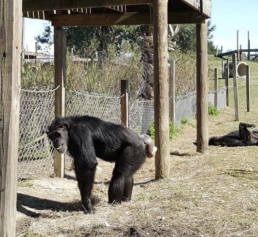 SaveTheChimps's tweet photo. It's National Tapioca Pudding Day, which feels like the perfect day to shower #TapiocaTheChimp with some love! Happy Tapioca The Chimp Day!!!! 
Learn more about (and adopt) Tapioca today! https://t.co/ocEELGujVo https://t.co/jDqK0GzQTz