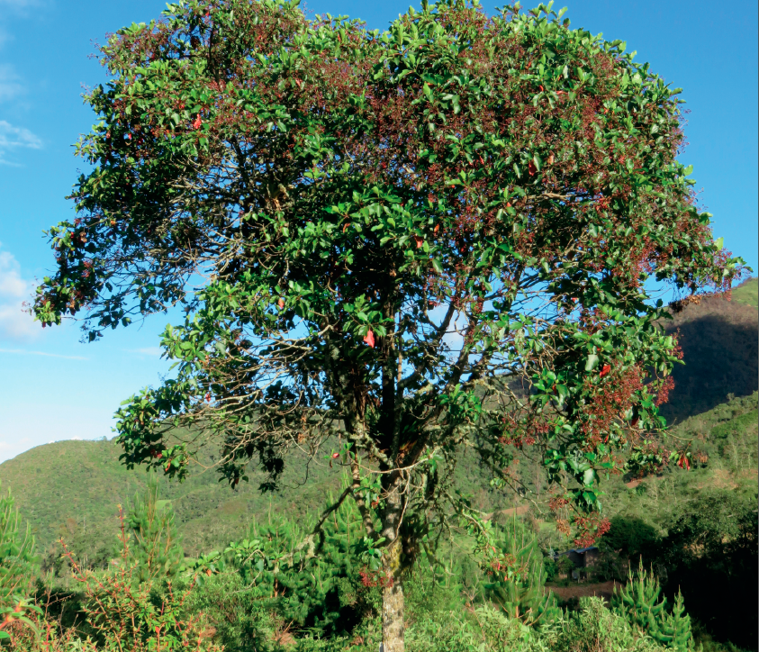 Cáritas del Perú on Twitter "Dentro del marco del “Año del