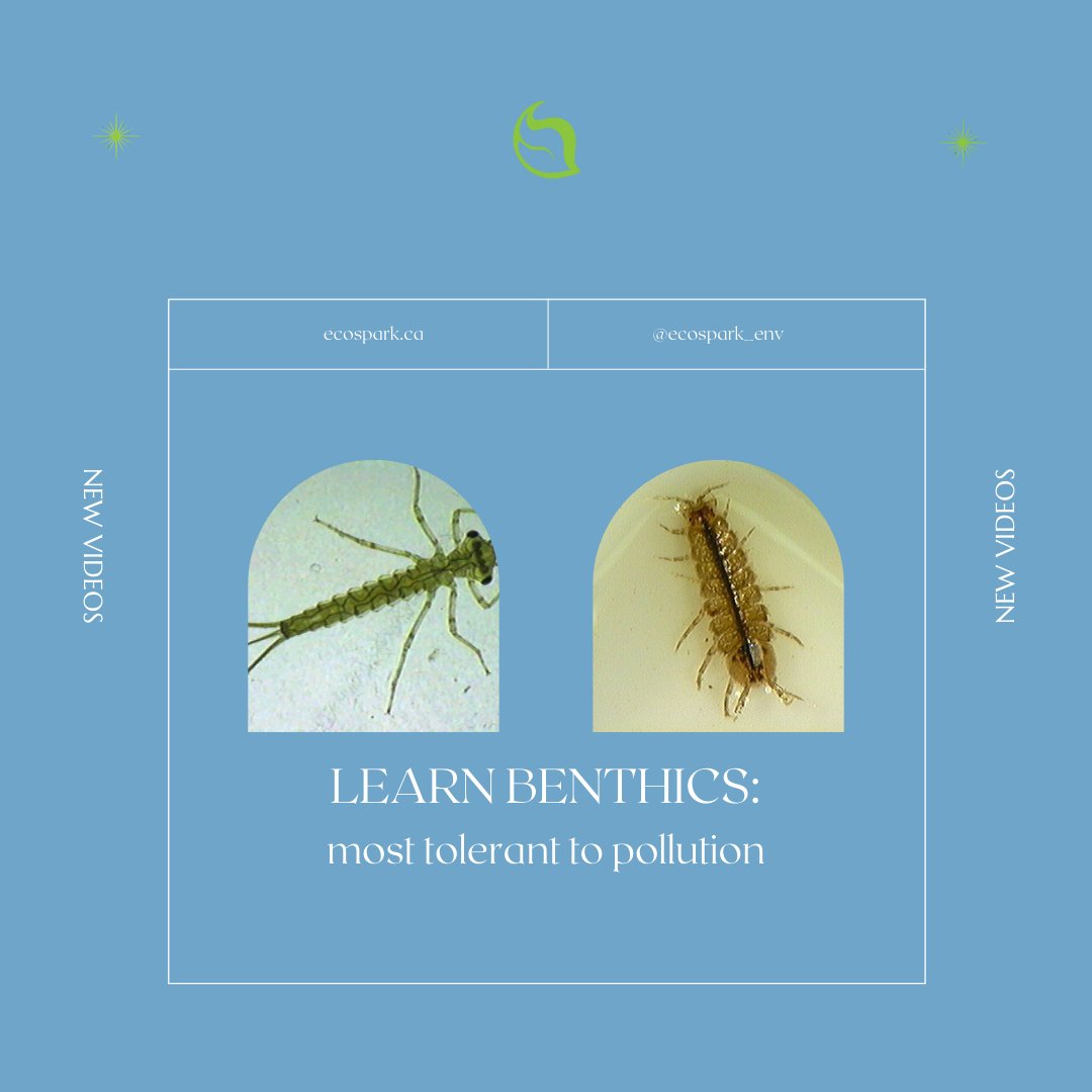 EcoSpark_Env's tweet photo. Learn #benthics by watching our 🆕 videos on their key ID features: https://t.co/izbb1ezJQ4
Explore those that are MOST TOLERANT of pollution: snails, midges, damselfly, aquatic earthworm, flatworm, sow bug, roundworm, leech, hydra, true fly
More info: https://t.co/wJiAASvw8j https://t.co/WuZj5YDfiy
